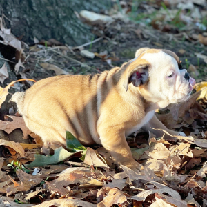 Bulldog Puppy Lark