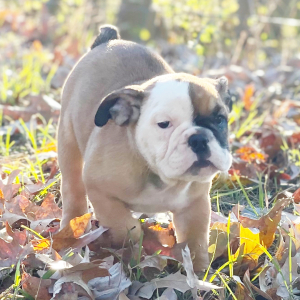 Bulldog Puppy Lark