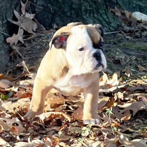 Bulldog Puppy Lark