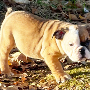 Bulldog Puppy Lark