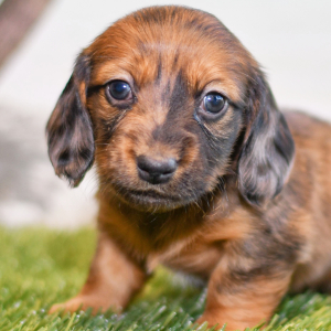 Dachshund Puppy Carter