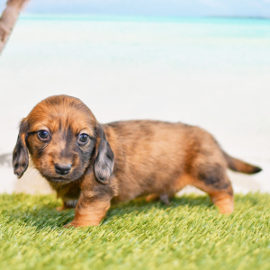 Dachshund Puppy Carter