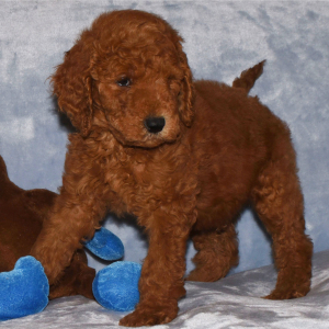 Goldendoodle Puppy Grant
