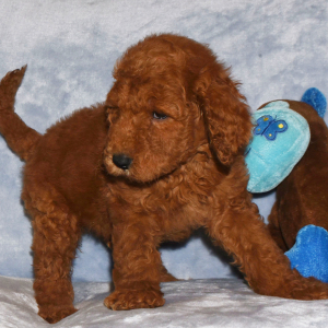 Goldendoodle Puppy Grant