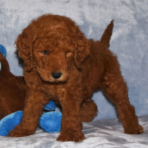 Goldendoodle Puppy Grant