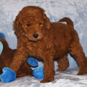 Goldendoodle Puppy Grant