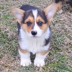 Pembroke Welsh Corgi Puppy Roper