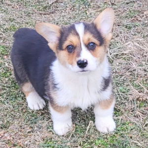 Pembroke Welsh Corgi Puppy Roper