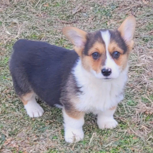 Pembroke Welsh Corgi Puppy Roper