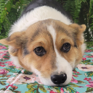 Pembroke Welsh Corgi Puppy Roper