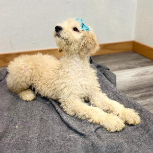 Poodle Puppy Robyn
