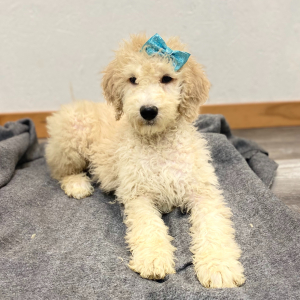 Poodle Puppy Robyn