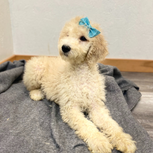 Poodle Puppy Robyn