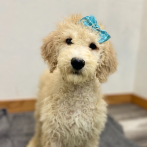 Poodle Puppy Robyn