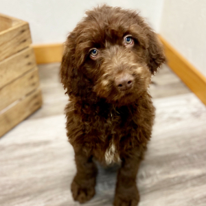 Labradoodle Puppy Anson