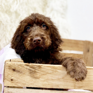 Labradoodle Puppy Anson