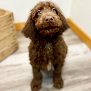 Labradoodle Puppy Anson