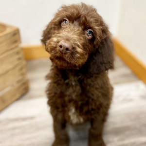 Labradoodle Puppy Anson