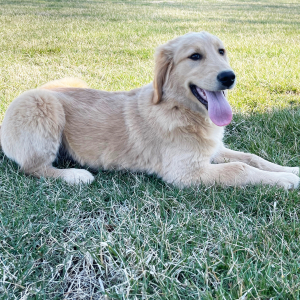 Golden Retriever Puppy Jared