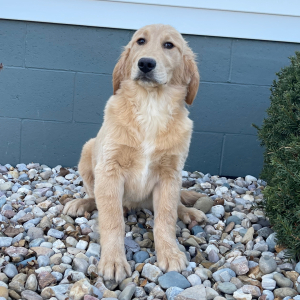 Golden Retriever Puppy Jared