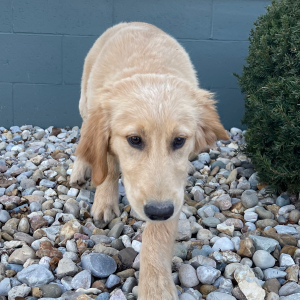 Golden Retriever Puppy Jared