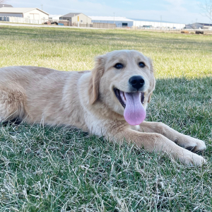 Golden Retriever Puppy Jared