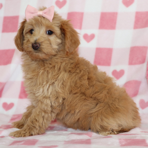 Aussiedoodle Puppy Carmel