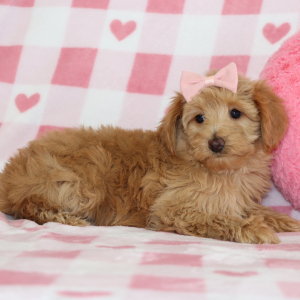 Aussiedoodle Puppy Carmel