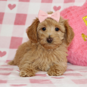 Aussiedoodle Puppy Carmel