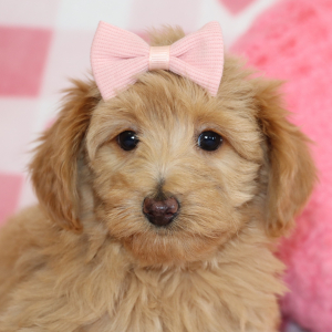 Aussiedoodle Puppy Carmel