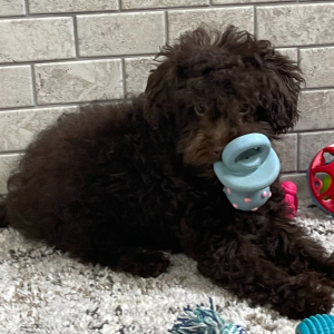 Poodle Puppy Harmony