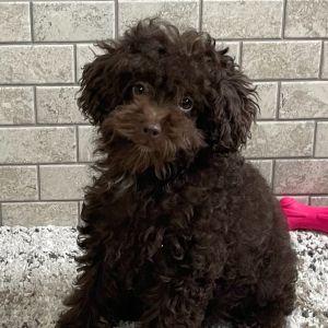 Poodle Puppy Harmony