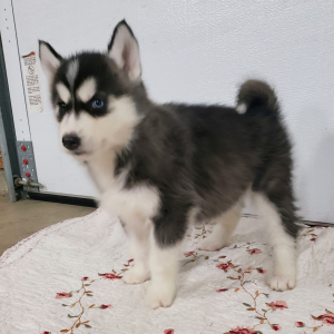 Siberian Husky Puppy Precious Gem