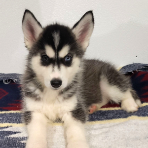 Siberian Husky Puppy Precious Gem