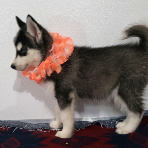 Siberian Husky Puppy Precious Gem