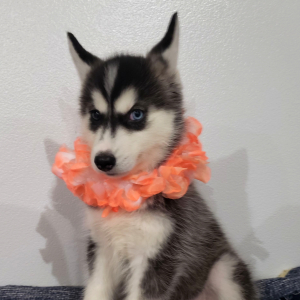 Siberian Husky Puppy Precious Gem