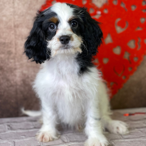Cavapoo Puppy Izack