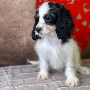 Cavapoo Puppy Izack
