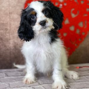Cavapoo Puppy Izack