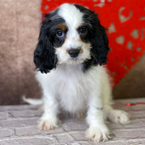 Cavapoo Puppy Izack