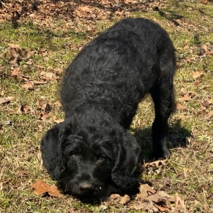 Labradoodle Puppy Danielle
