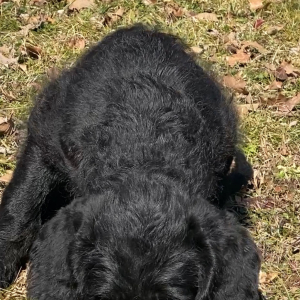 Labradoodle Puppy Danielle