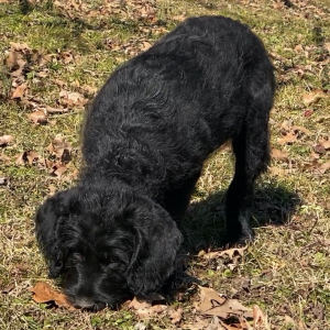 Labradoodle Puppy Danielle
