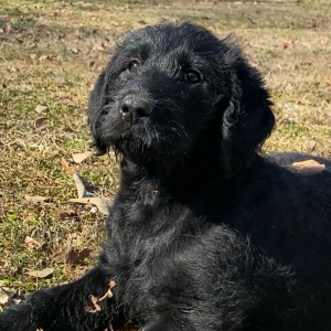 Labradoodle Puppy Danielle