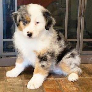 Australian Shepherd Puppy Tide