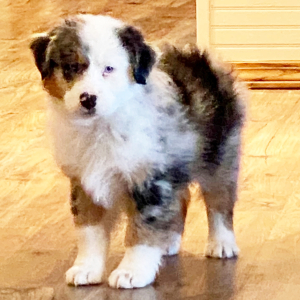 Australian Shepherd Puppy Tide