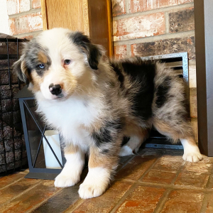 Australian Shepherd Puppy Tide
