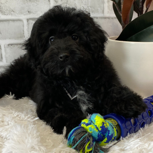 Havapoo Puppy Rolo