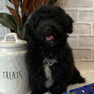 Havapoo Puppy Rolo