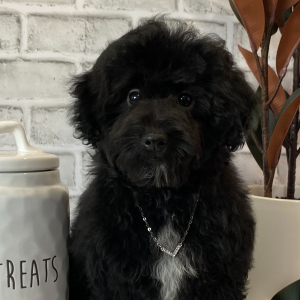 Havapoo Puppy Rolo